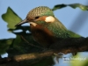 790_fotowilga~3.JPG