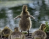 Filename=796_fotowilga~4.JPG
Filesize=271KB
Dimensions=700x555
Date added=Nov 17, 2018 796_fotowilga~4.JPG