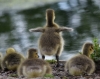 Filename=798_fotowilga~9.JPG
Filesize=285KB
Dimensions=700x555
Date added=Nov 17, 2018 798_fotowilga~9.JPG