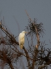 Filename=799_fotowilga~4.JPG
Filesize=233KB
Dimensions=525x700
Date added=Dec 11, 2018 799_fotowilga~4.JPG