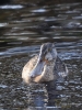 Filename=802_fotowilga~1.JPG
Filesize=356KB
Dimensions=525x700
Date added=Jan 10, 2019 802_fotowilga~1.JPG