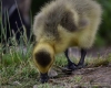 Filename=803_fotowilga~6.JPG
Filesize=311KB
Dimensions=700x565
Date added=Nov 10, 2019 803_fotowilga~6.JPG