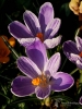 Filename=804_fotowilga~7.JPG
Filesize=277KB
Dimensions=525x700
Date added=Feb 03, 2020 804_fotowilga~7.JPG