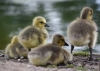 Filename=813_fotowilga~4.JPG
Filesize=256KB
Dimensions=700x500
Date added=Nov 10, 2019 813_fotowilga~4.JPG
