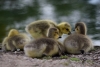 Filename=814_fotowilga~4.JPG
Filesize=233KB
Dimensions=700x471
Date added=Nov 14, 2019 814_fotowilga~4.JPG
