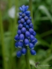 Filename=815_fotowilga~2.JPG
Filesize=255KB
Dimensions=525x700
Date added=Nov 16, 2017 815_fotowilga~2.JPG