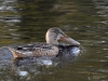 Filename=818_fotowilga~6.JPG
Filesize=338KB
Dimensions=700x525
Date added=Dec 17, 2018 818_fotowilga~6.JPG