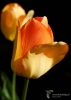 830_fotowilga~4.JPG