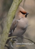 Filename=831_fotowilga~2.JPG
Filesize=72KB
Dimensions=343x480
Date added=Apr 12, 2015 831_fotowilga~2.JPG