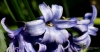 Filename=842_fotowilga~3.JPG
Filesize=180KB
Dimensions=700x364
Date added=Jun 22, 2017 842_fotowilga~3.JPG
