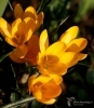 Filename=843_fotowilga~2.JPG
Filesize=270KB
Dimensions=610x700
Date added=Aug 14, 2019 843_fotowilga~2.JPG