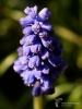 Filename=848_fotowilga~5.JPG
Filesize=217KB
Dimensions=525x700
Date added=Apr 13, 2017 848_fotowilga~5.JPG