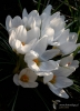 848_fotowilga~7.JPG