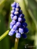 Filename=855_fotowilga~4.JPG
Filesize=226KB
Dimensions=525x700
Date added=Apr 13, 2017 855_fotowilga~4.JPG