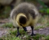 Filename=866_fotowilga~3.JPG
Filesize=276KB
Dimensions=700x570
Date added=Nov 14, 2019 866_fotowilga~3.JPG