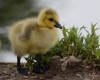 Filename=893_fotowilga~0.JPG
Filesize=299KB
Dimensions=700x565
Date added=Nov 10, 2019 893_fotowilga~0.JPG