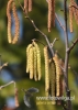 Filename=915_fotowilga.JPG
Filesize=92KB
Dimensions=343x480
Date added=Dec 29, 2014 915_fotowilga.JPG