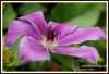 Filename=921_fotowilga~0.JPG
Filesize=110KB
Dimensions=720x491
Date added=Oct 10, 2013 921_fotowilga~0.JPG