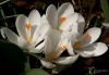 Filename=921_fotowilga~1.JPG
Filesize=219KB
Dimensions=700x486
Date added=Feb 02, 2020 921_fotowilga~1.JPG