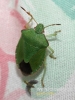 Filename=931_fotowilga.JPG
Filesize=73KB
Dimensions=360x480
Date added=Feb 08, 2017 931_fotowilga.JPG