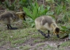 Filename=938_fotowilga.JPG
Filesize=334KB
Dimensions=700x507
Date added=Nov 11, 2019 938_fotowilga.JPG