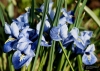 Filename=938_fotowilga~0.JPG
Filesize=272KB
Dimensions=700x498
Date added=Feb 02, 2020 938_fotowilga~0.JPG