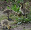 Filename=949_fotowilga~0.JPG
Filesize=406KB
Dimensions=700x690
Date added=Nov 14, 2019 949_fotowilga~0.JPG
