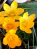 Filename=953_fotowilga.JPG
Filesize=249KB
Dimensions=532x700
Date added=Aug 14, 2019 953_fotowilga.JPG