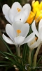 Filename=956_fotowilga~0.JPG
Filesize=181KB
Dimensions=423x700
Date added=Feb 02, 2020 956_fotowilga~0.JPG