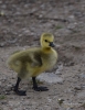 Filename=962_fotowilga.JPG
Filesize=284KB
Dimensions=543x700
Date added=Nov 11, 2019 962_fotowilga.JPG