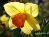 Filename=967_fotowilga.JPG
Filesize=91KB
Dimensions=640x480
Date added=Feb 23, 2017 967_fotowilga.JPG
