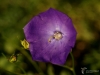 Filename=969_fotowilga~0.JPG
Filesize=219KB
Dimensions=700x525
Date added=Aug 02, 2017 969_fotowilga~0.JPG