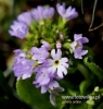 Filename=974_fotowilga.JPG
Filesize=79KB
Dimensions=460x480
Date added=Mar 23, 2017 974_fotowilga.JPG
