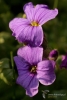 Filename=977_fotowilga.JPG
Filesize=235KB
Dimensions=470x700
Date added=May 13, 2020 977_fotowilga.JPG