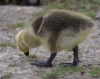 Filename=988_fotowilga~0.JPG
Filesize=312KB
Dimensions=700x557
Date added=Nov 14, 2019 988_fotowilga~0.JPG