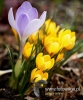Filename=997_fotowilga.JPG
Filesize=81KB
Dimensions=401x480
Date added=Mar 22, 2017 997_fotowilga.JPG